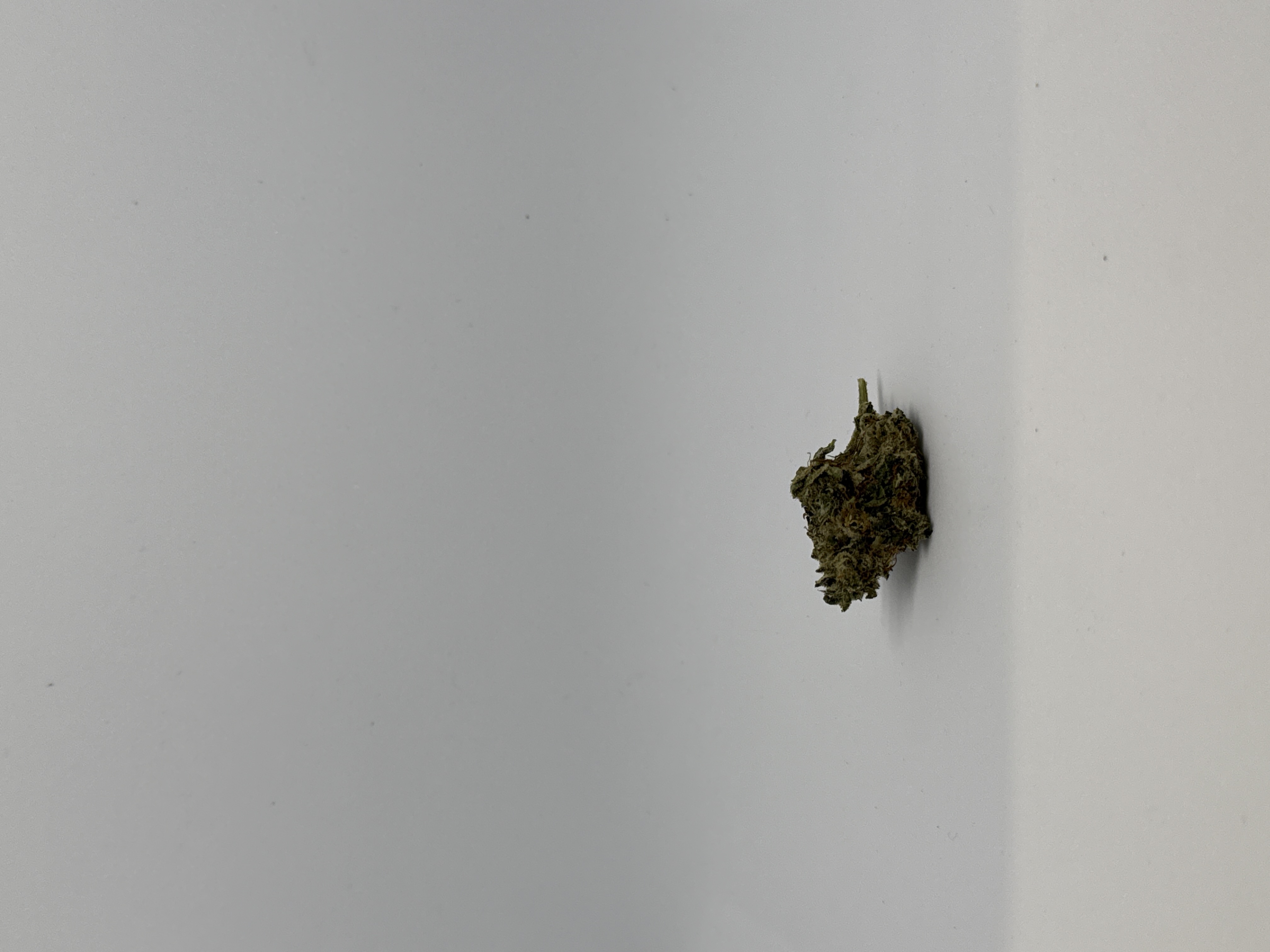 Bathera 37/1 PP Polar Pop von Bathera — Cannabisblüte