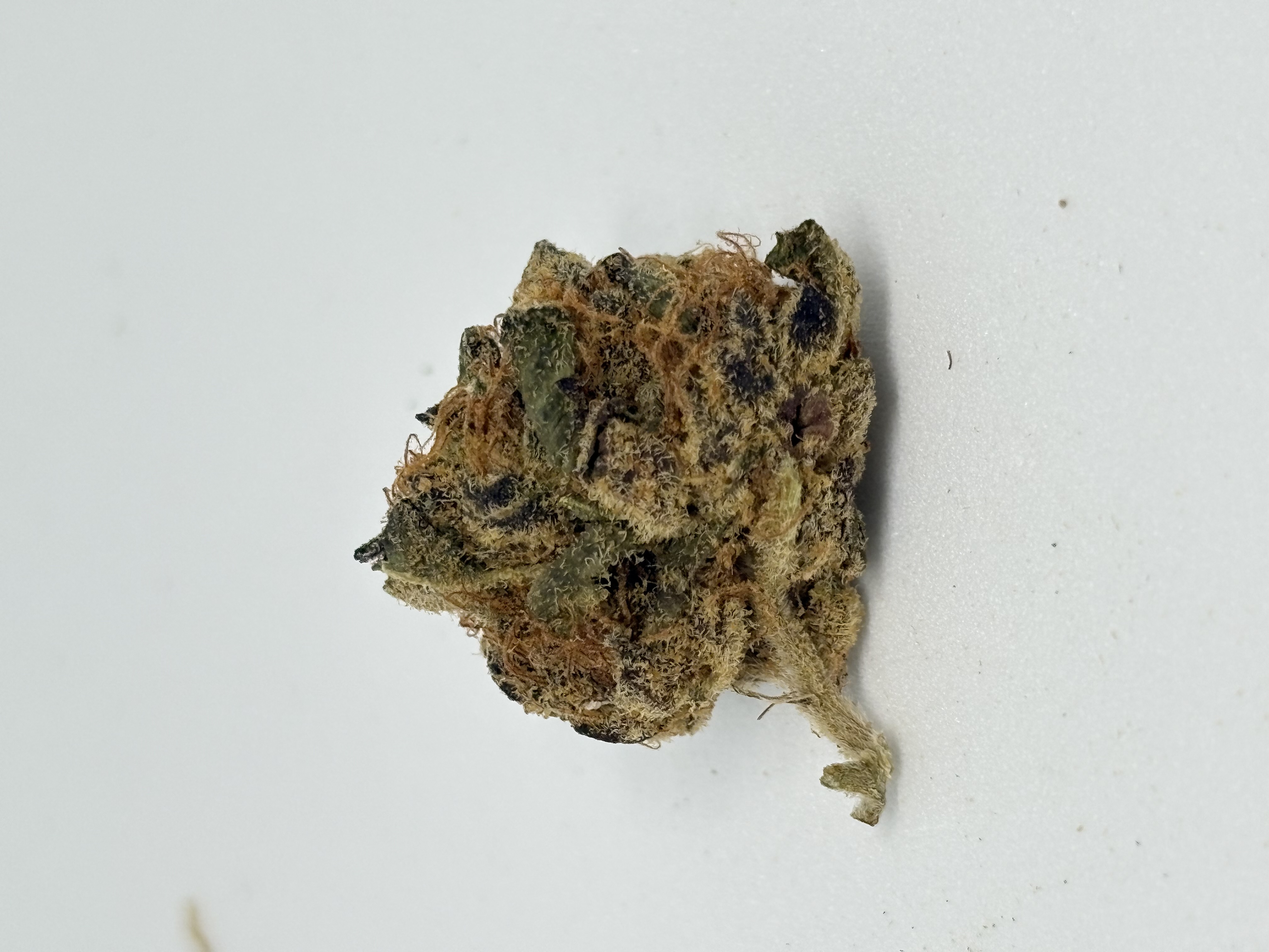 Gestion Cannabec PC 21/1 Petrol Cookies von Gestion Cannabec — Cannabisblüte