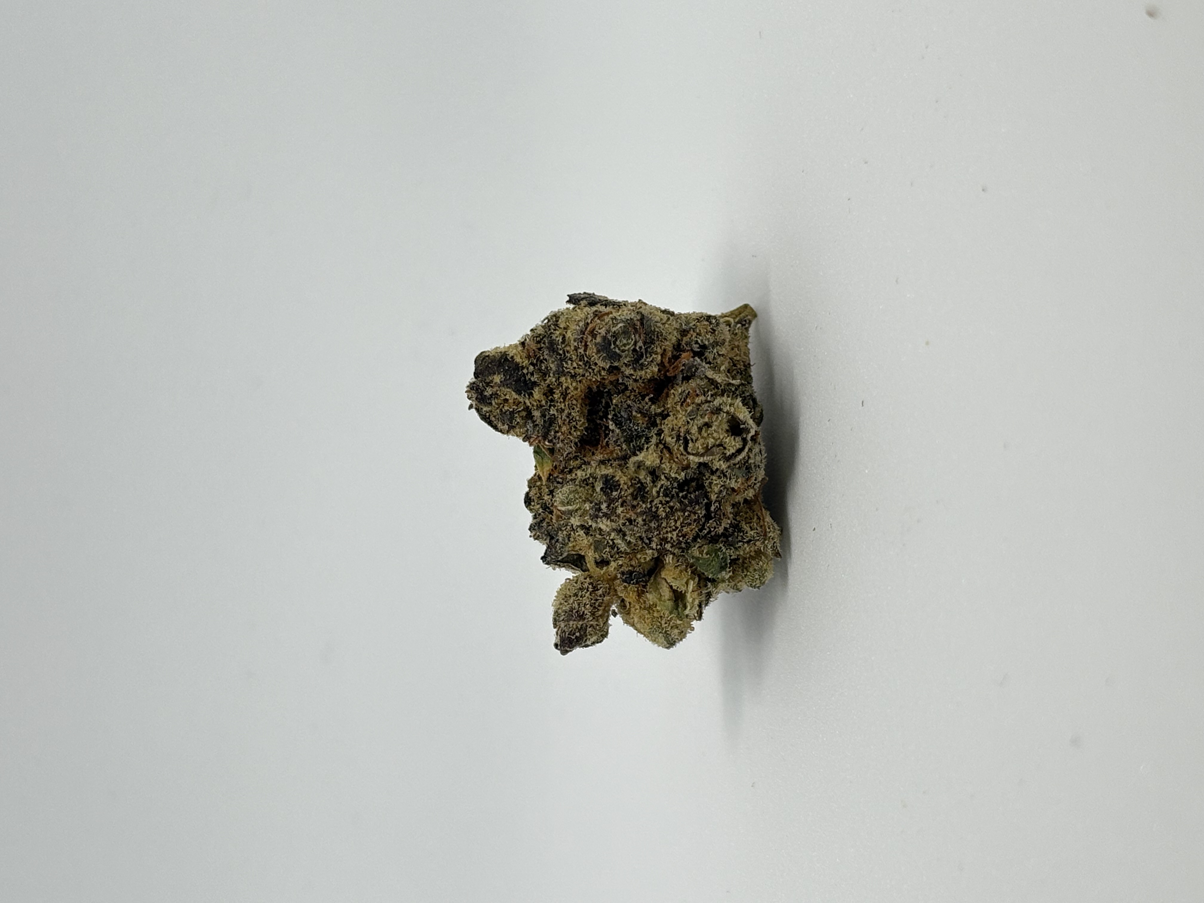 Alexander The Great von Nimbus Health — Cannabisblüte