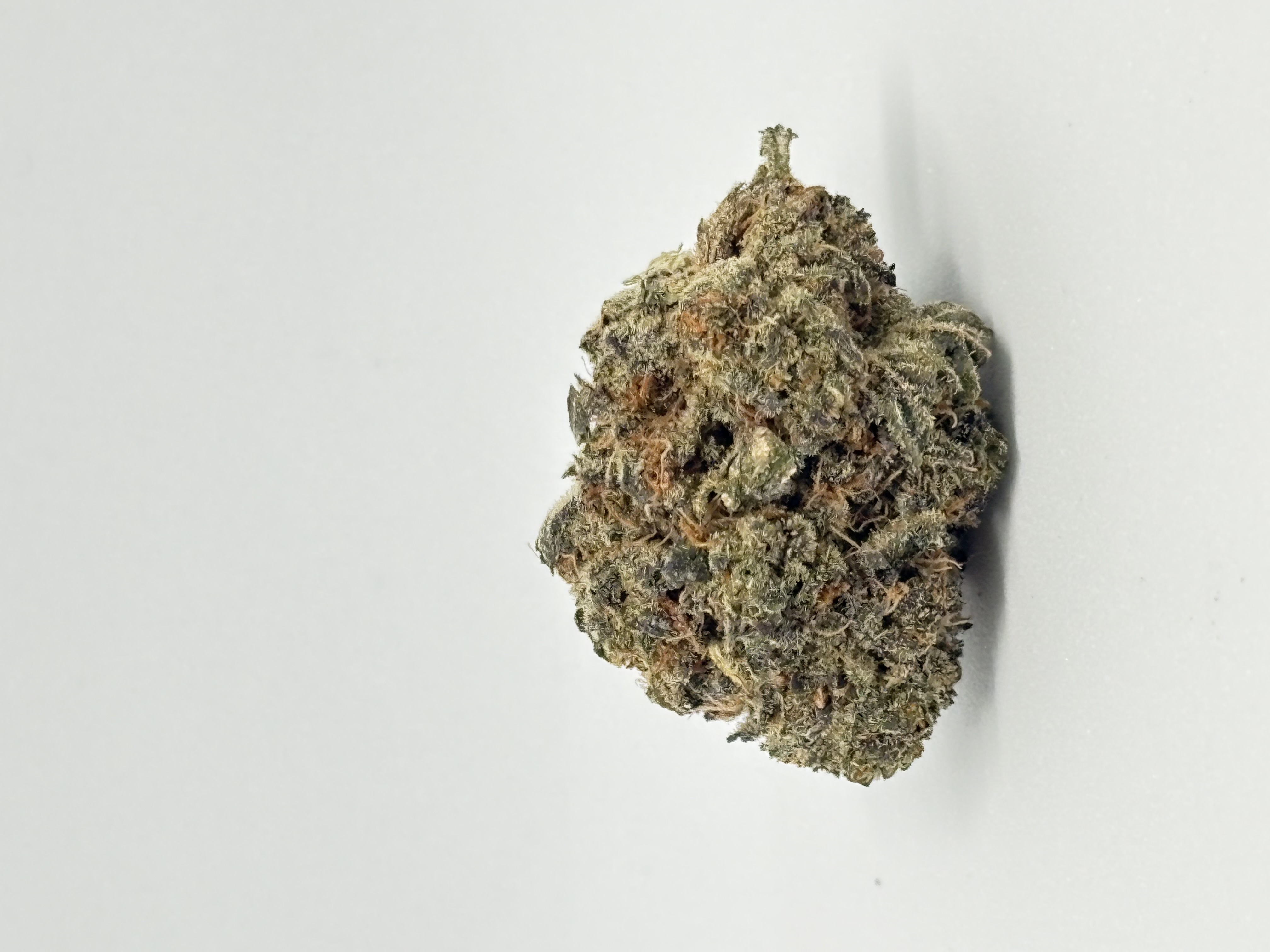 28/1 IUVO OC Killer Cupcake von Organnicraft — Medizinalcannabis auf Rezept