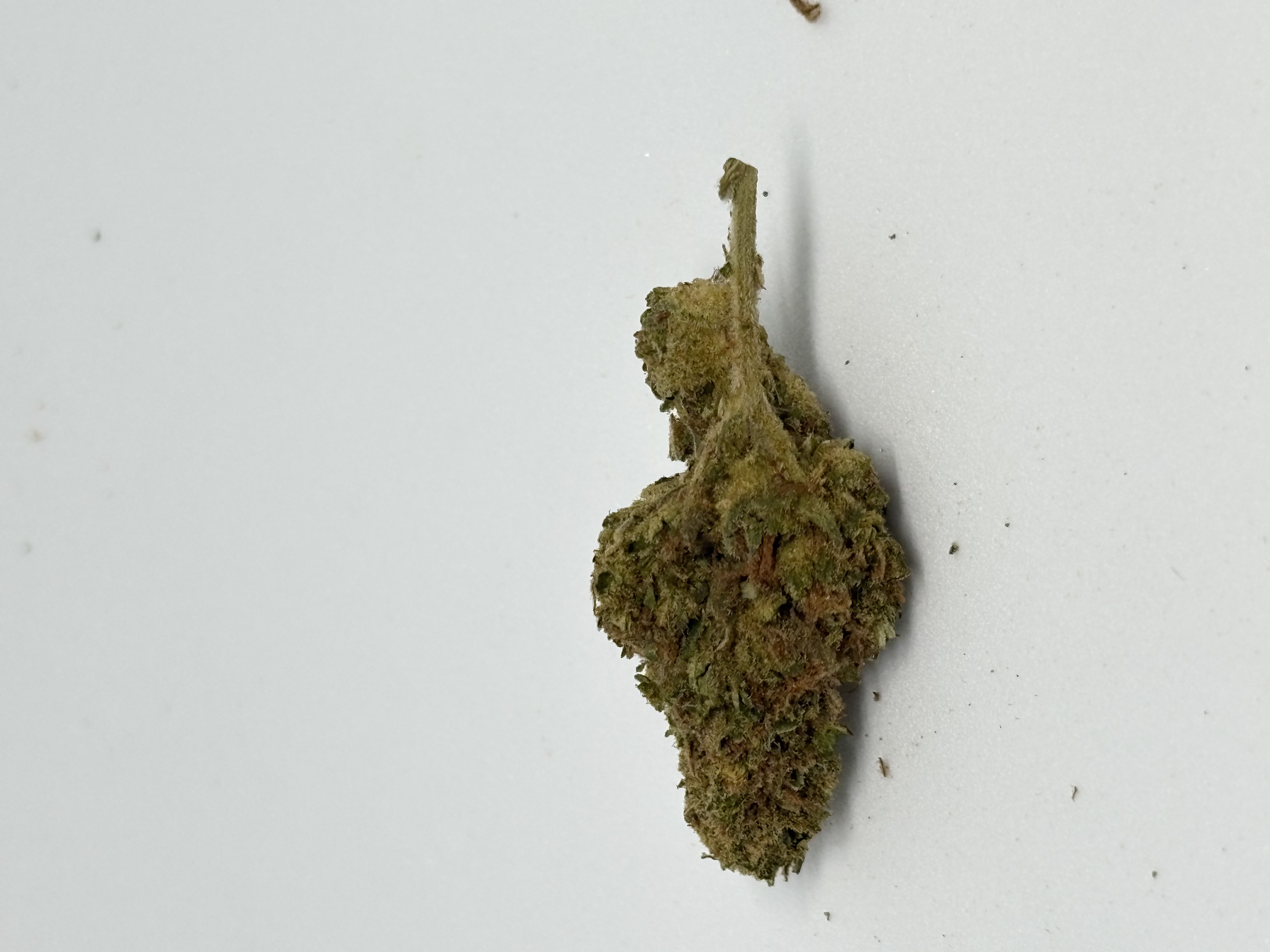 Herbasana Salsa Lover 20:01 Cosmic Soda von Herbasana — Cannabisblüte