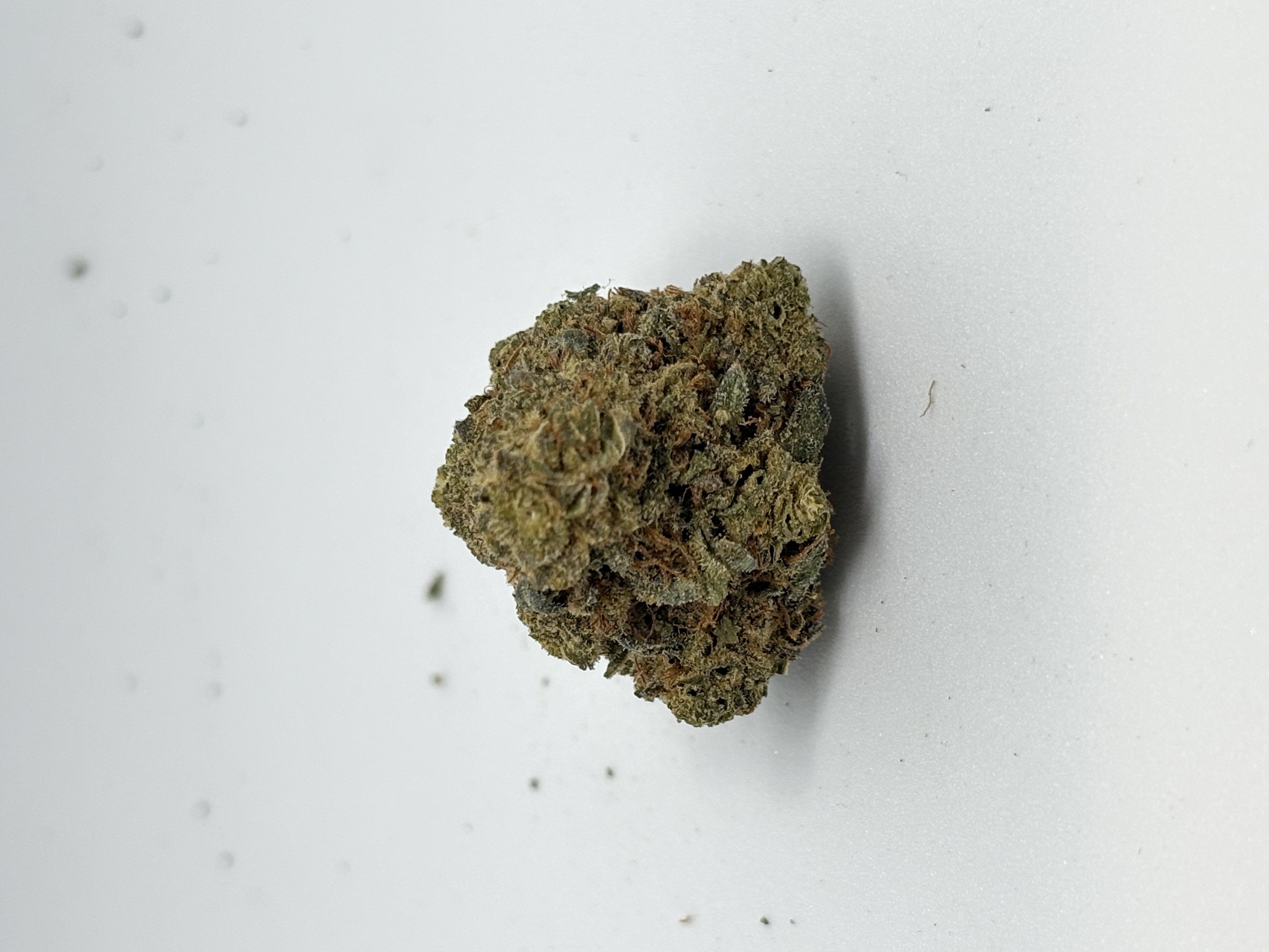 LOT 420 GLOC 29/1 von Cantourage — Cannabisblüte