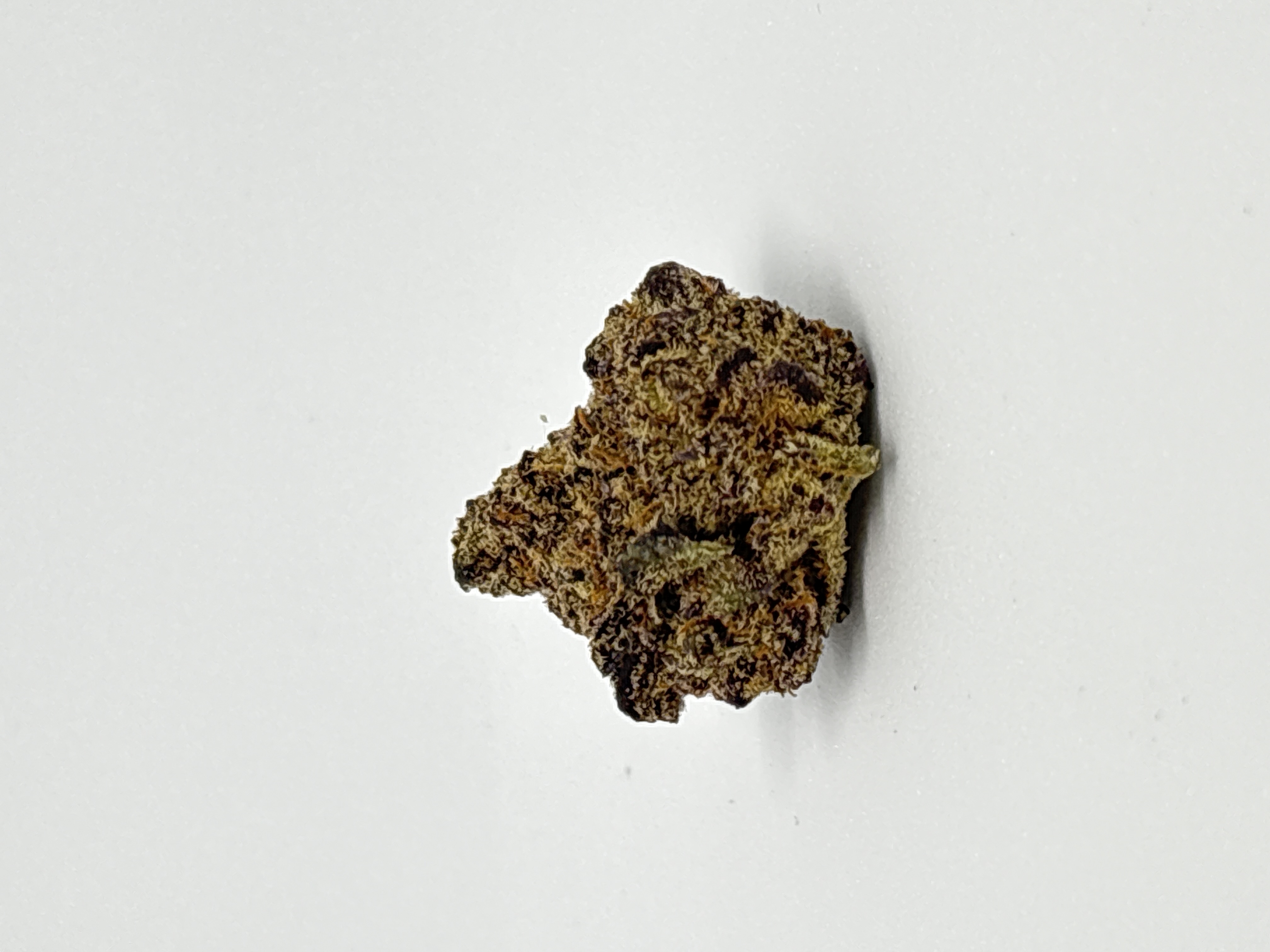 24/1 IUVO OC Ice Burn von Koots Canna — Cannabisblüte