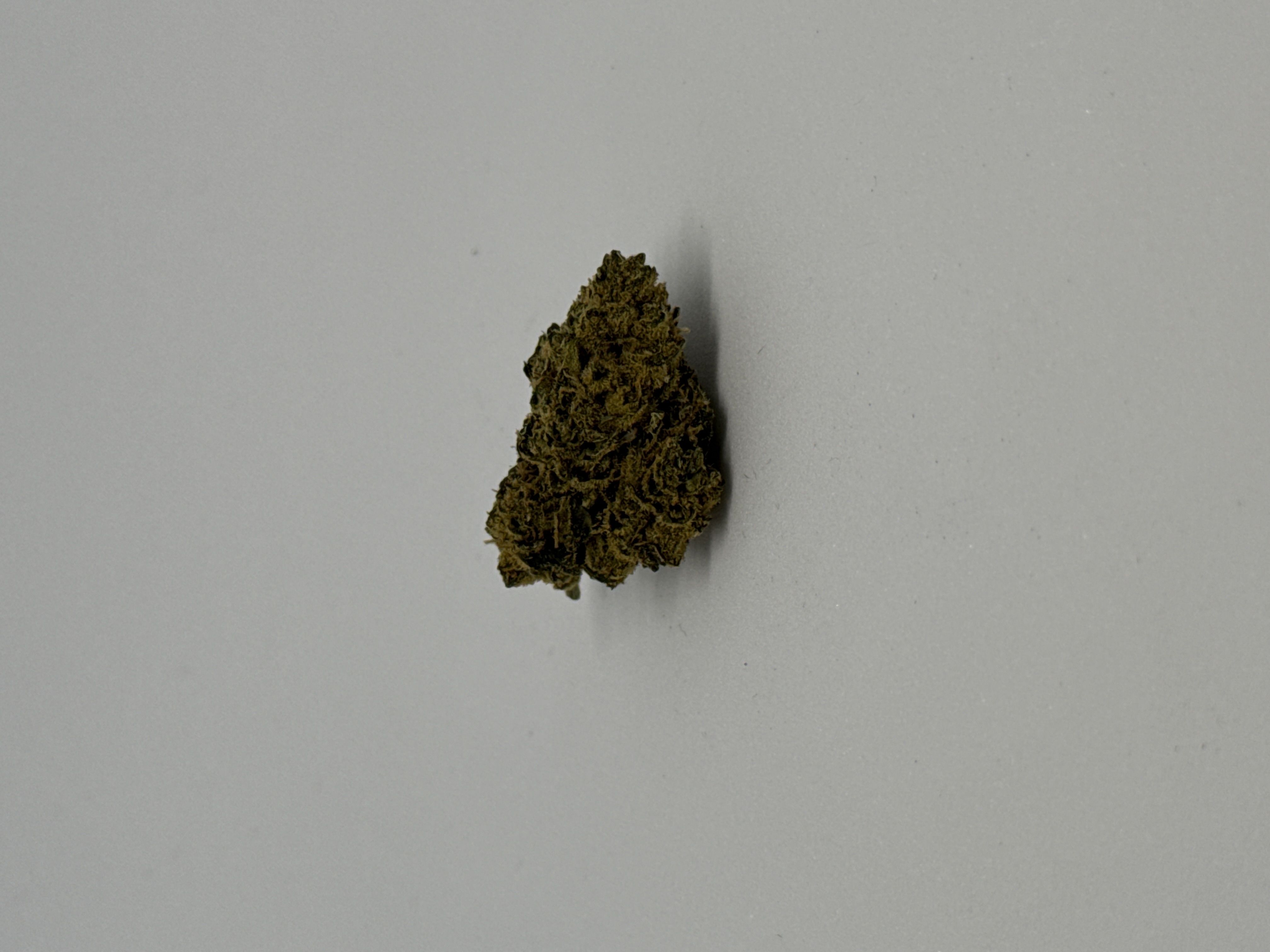 Balancial PT-S1 26/1 SS Sunset Sherbet von Balancial — Cannabisblüte
