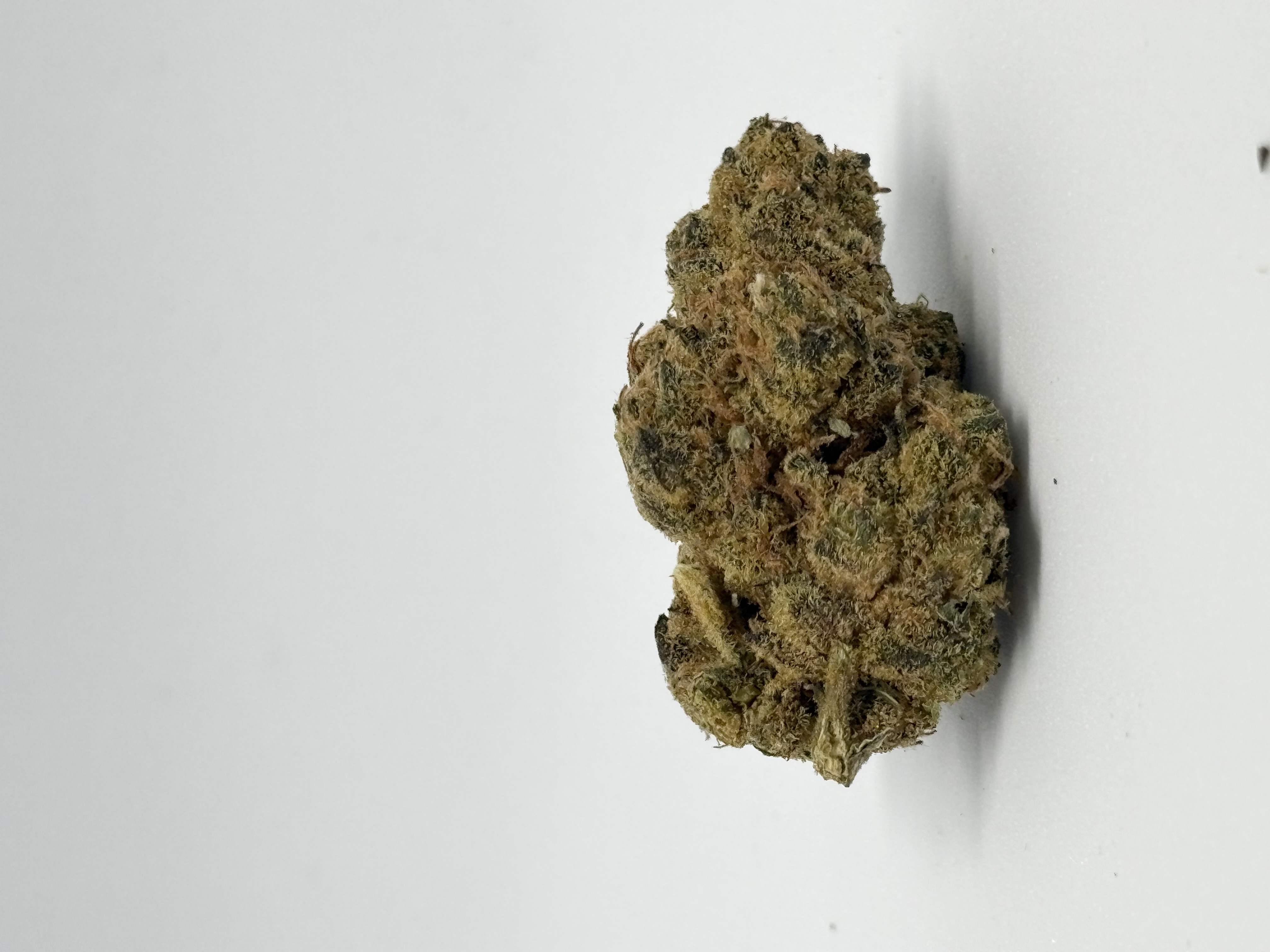 APEX GOA-PT-26 von Cannovum — Cannabisblüte