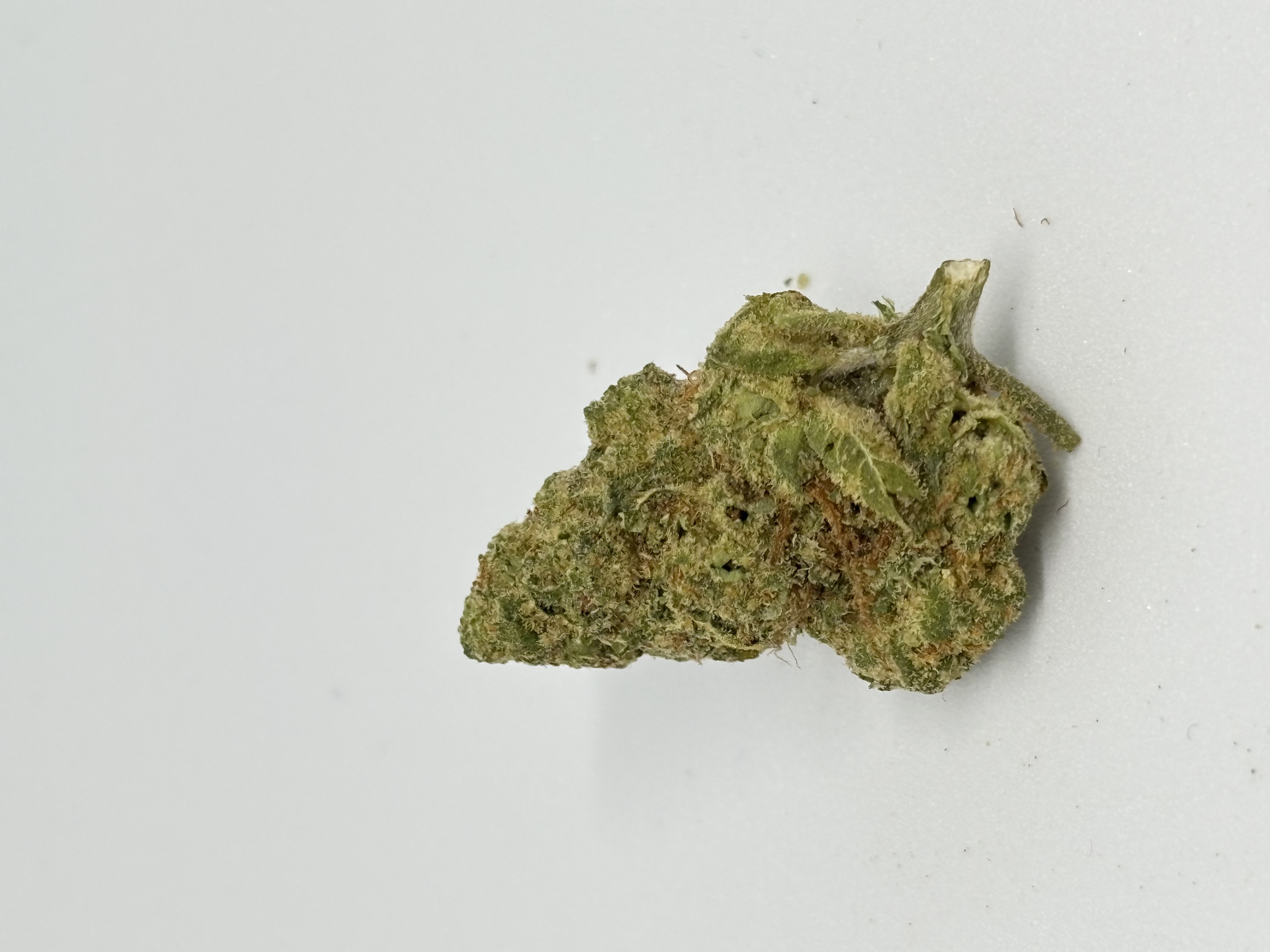 Daily Special 21/1 LES Lemon Sorbet von Aurora — Cannabisblüte