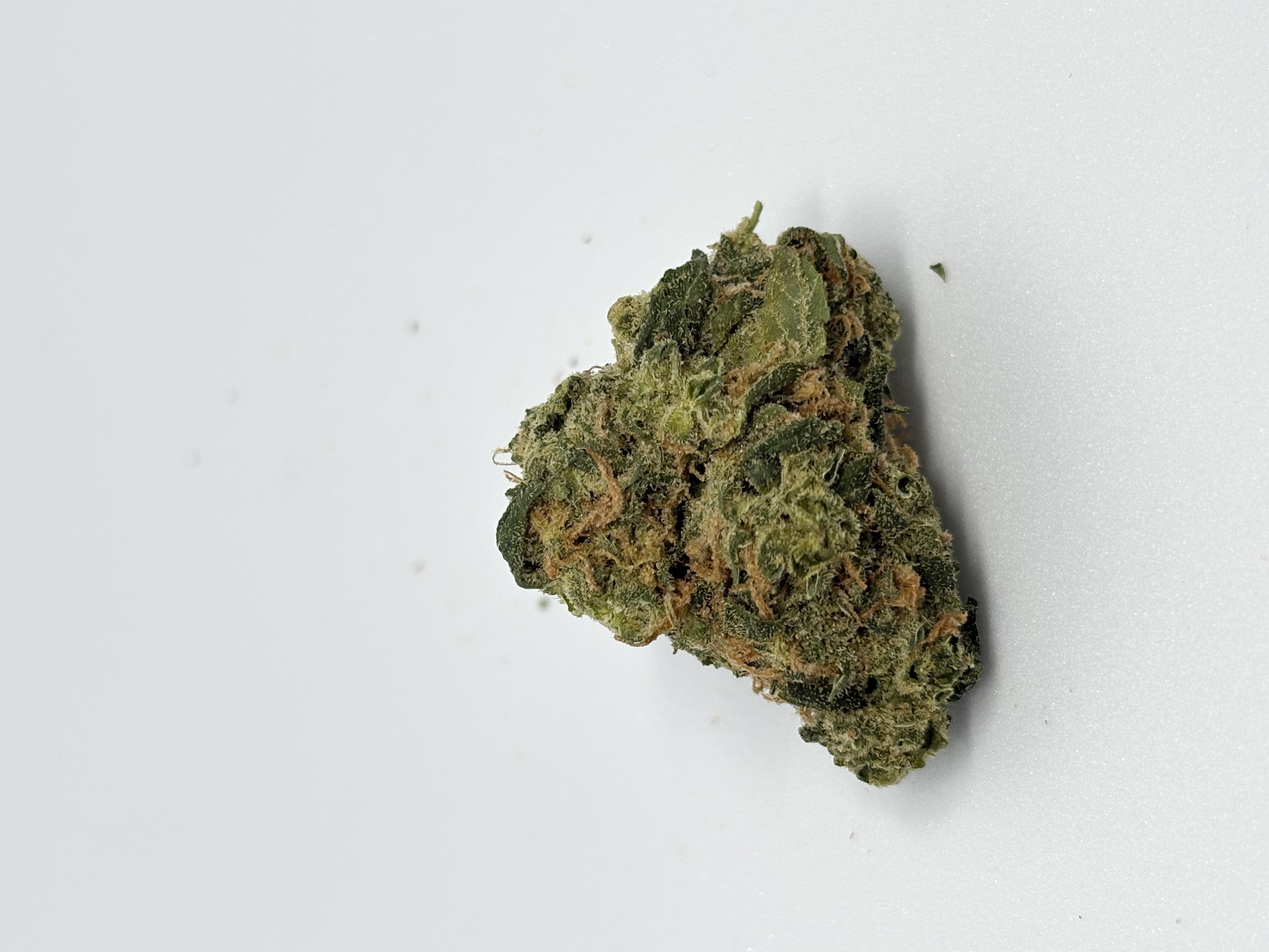 avaay 27/1 SCG Super Citra G von Organigram — Cannabisblüte